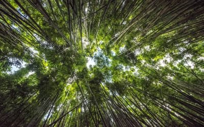 Academic Freedom: Freedom from Restriction or Opportunity for Growth?