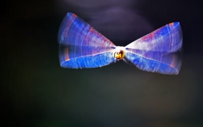 The Flying and the Fleeing